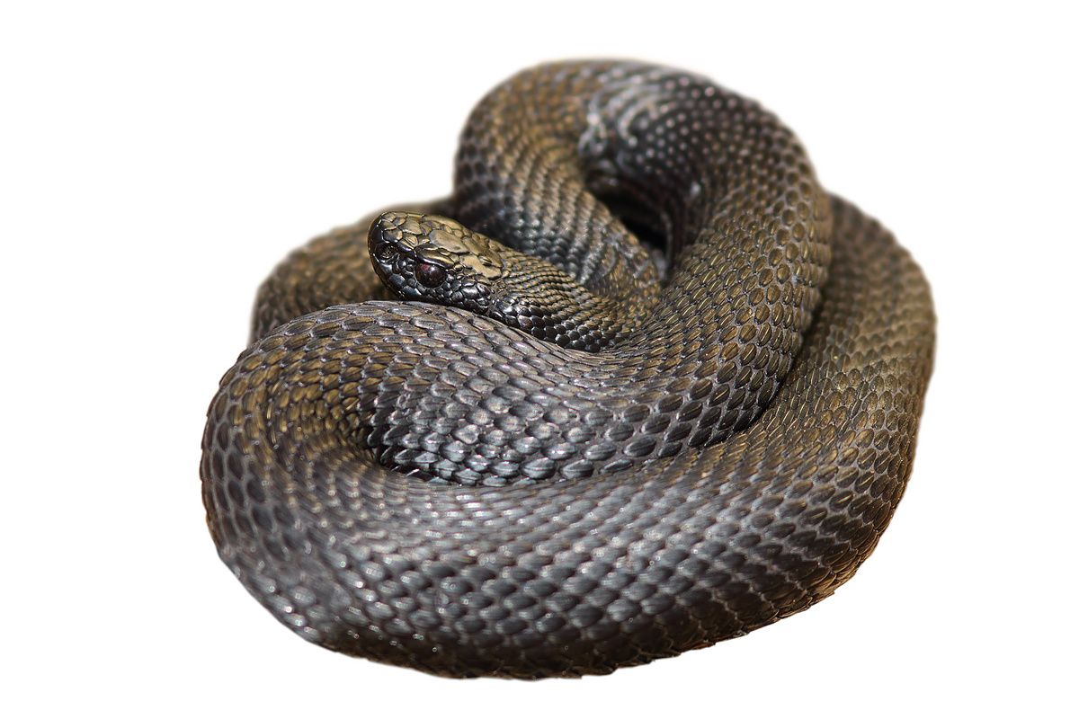孤立的黑色 nikolskii 毒蛇图片