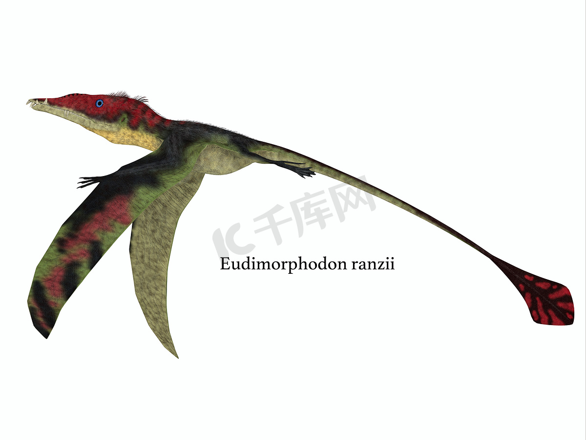 Eudimorphodon Wings Down with 字体图片