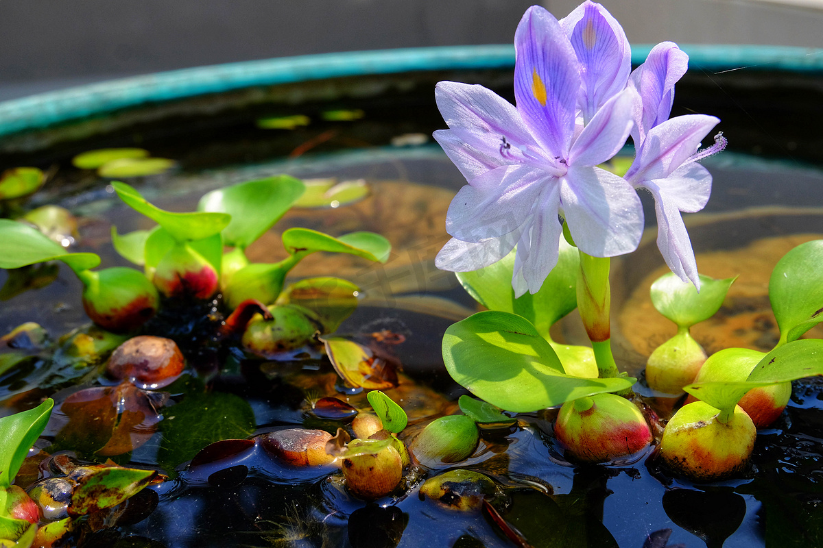 水葫芦紫色花在绿色浴，凤眼莲 cr图片