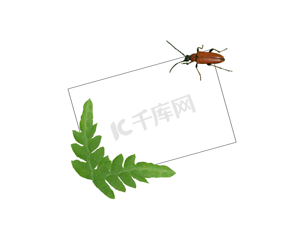 卡与 bug 和蕨类植物图片