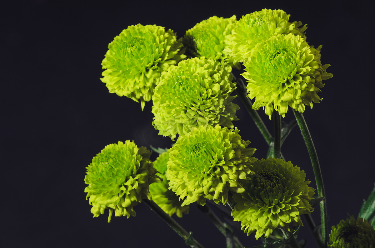 绿菊花花束图片