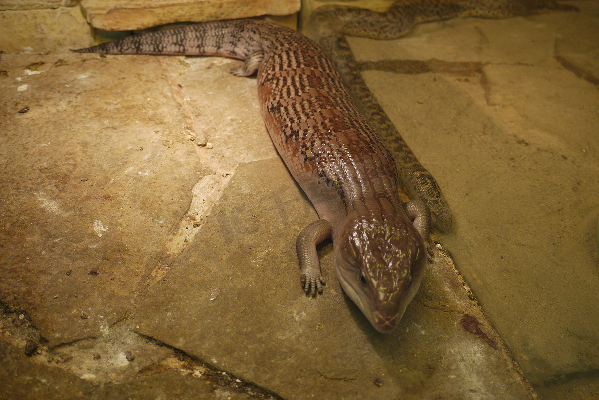 在寒冷的地板上，爬行动物的颜色与相同颜色的蛇的环境相匹配图片
