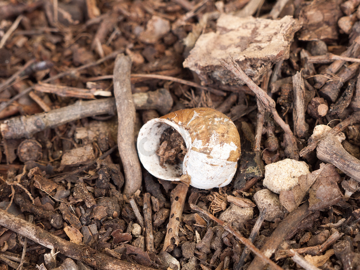 林地地板上的空蜗牛壳图片