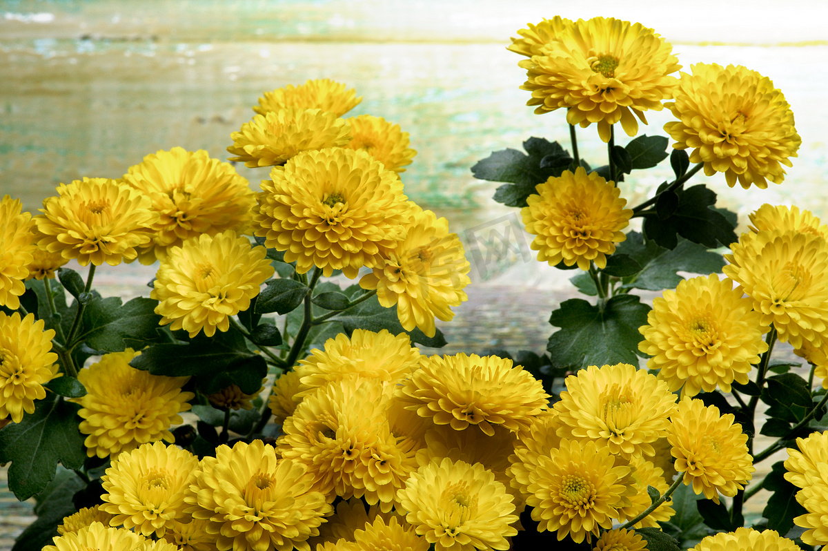 黄菊花束图片