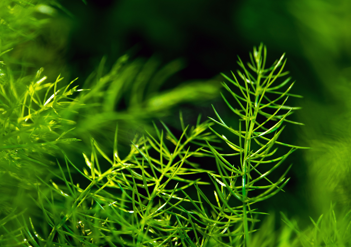 天然背景上芦笋蕨类新鲜绿色细叶图片