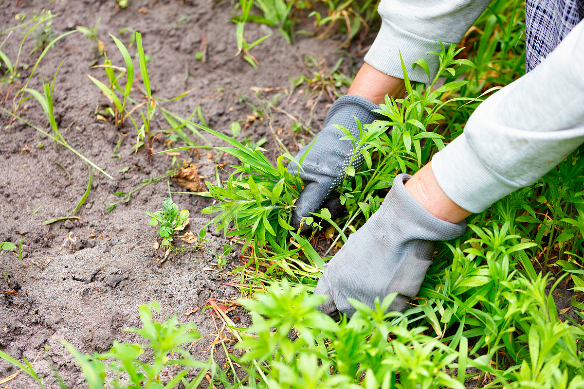 一位农民戴着手套的手在花园里除草并清除杂草。图片