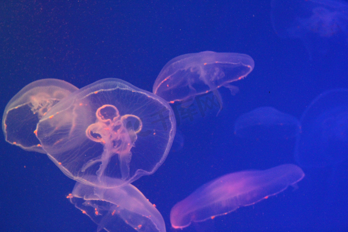 海中的水母被美丽的灯光照亮图片