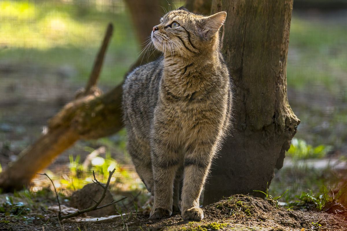 绿季叶林中的野猫图片