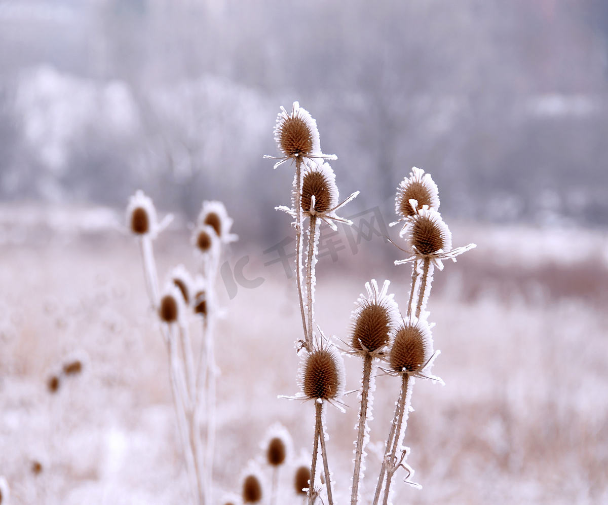 冰冷的植物图片
