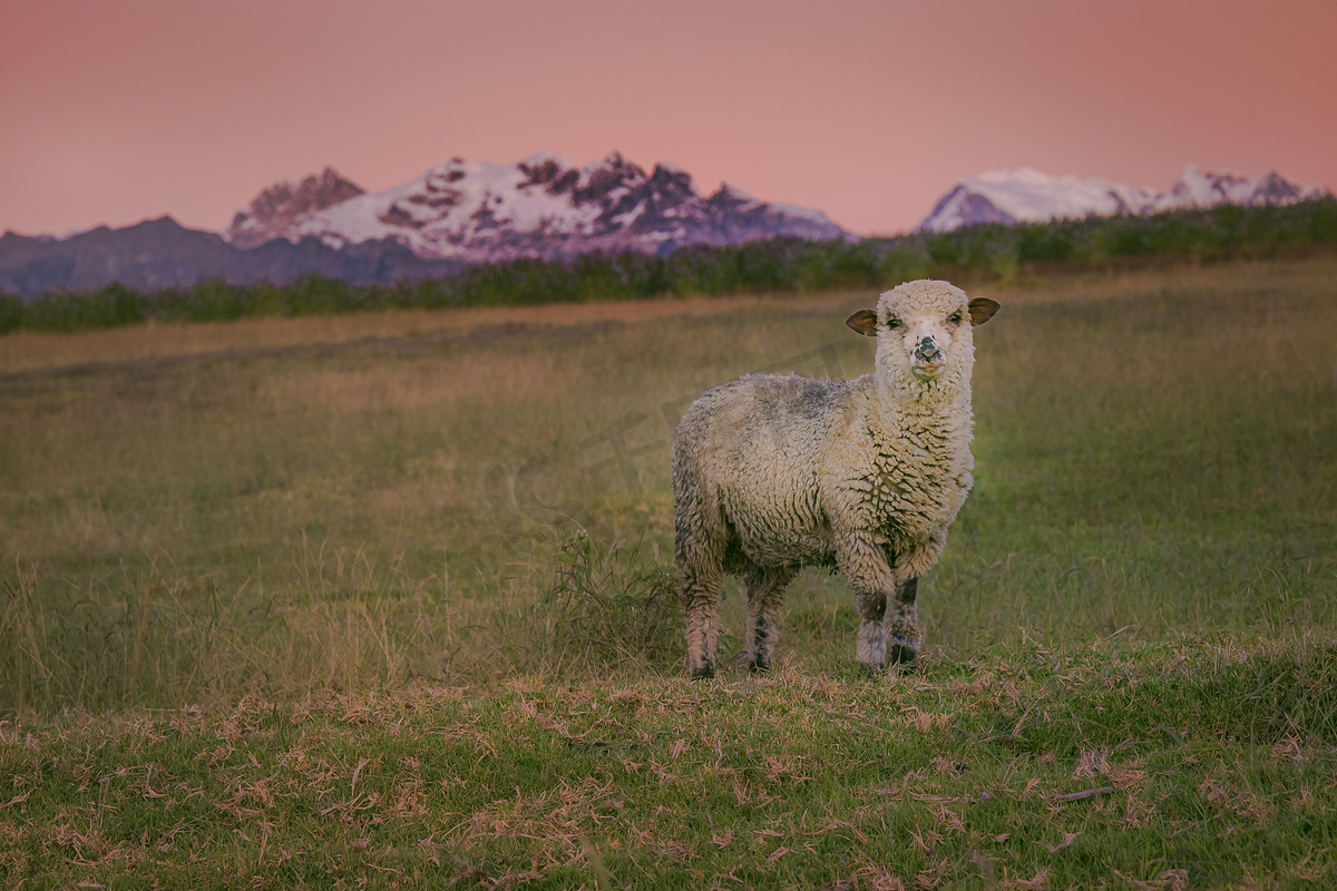 日出时科迪勒拉布兰卡的孤独绵羊和瓦斯卡兰，白雪皑皑的安第斯山脉图片