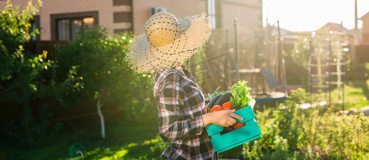 Banner 勤劳的年轻女园丁戴着草帽，在阳光明媚的夏日复制空间里拿起她收获的西红柿盒。图片