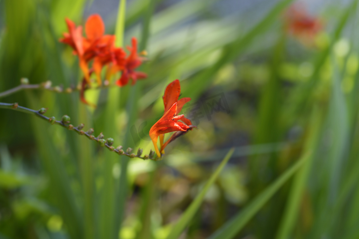 Montbretia 路西法图片