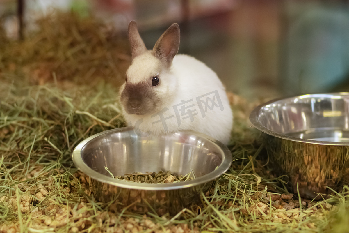 宠物店玻璃橱窗后出售的兔子图片