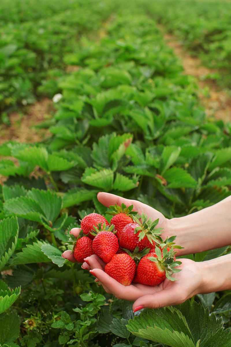 女手双手握着新鲜采摘的草莓，背景是自采草莓农场，上半部分有文字空间图片