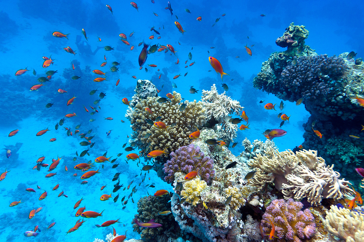 珊瑚礁与软珊瑚和硬珊瑚与异国情调的鱼 anthias 在热带海底图片