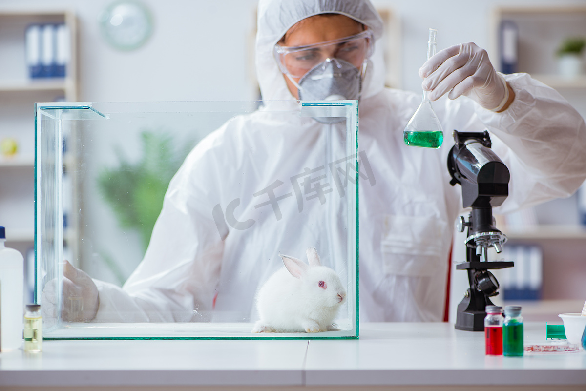 科学家在实验室用兔子做动物实验图片