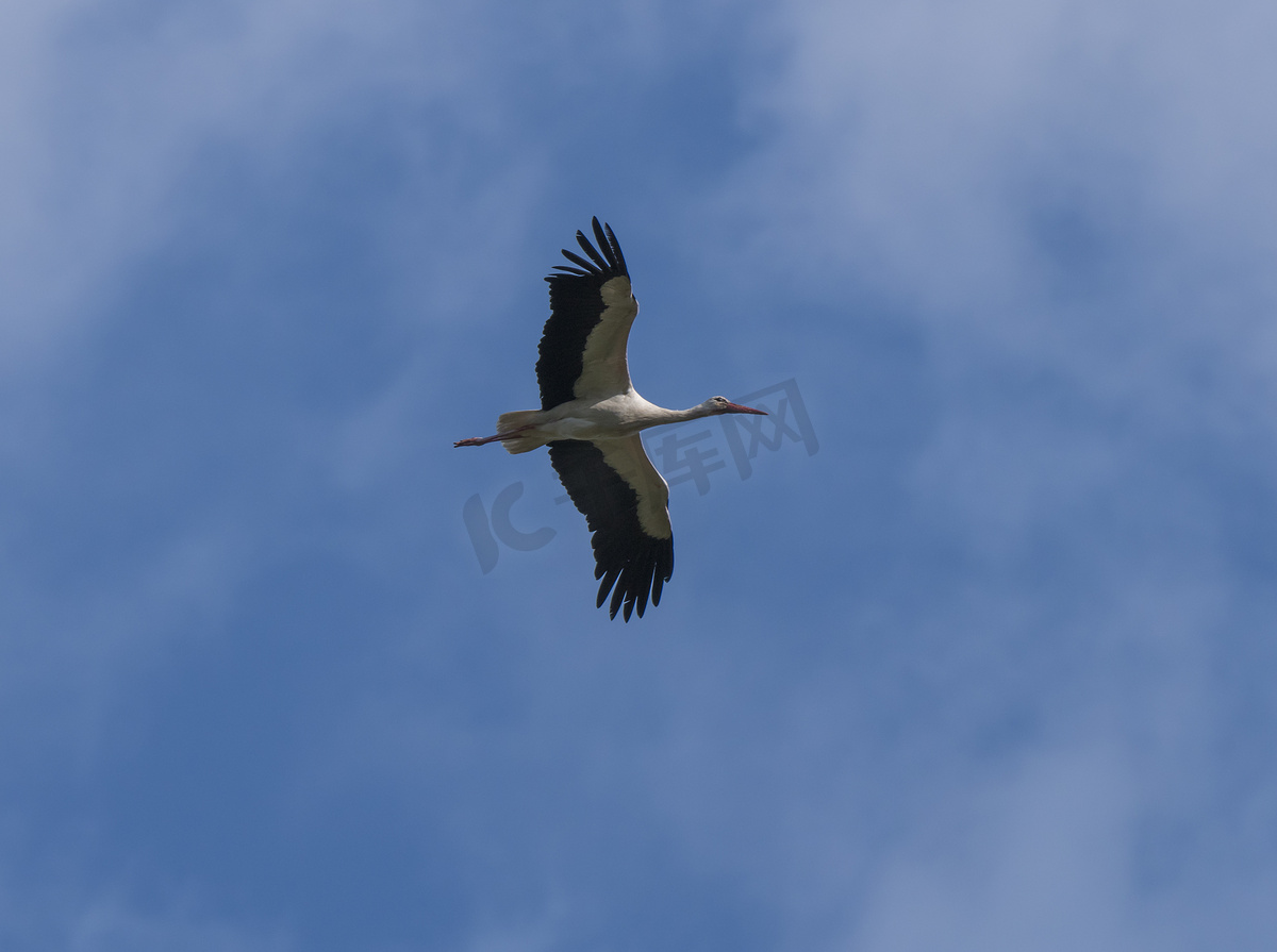 白鹳，Ciconia ciconia，在蓝天背景下展翅飞翔图片
