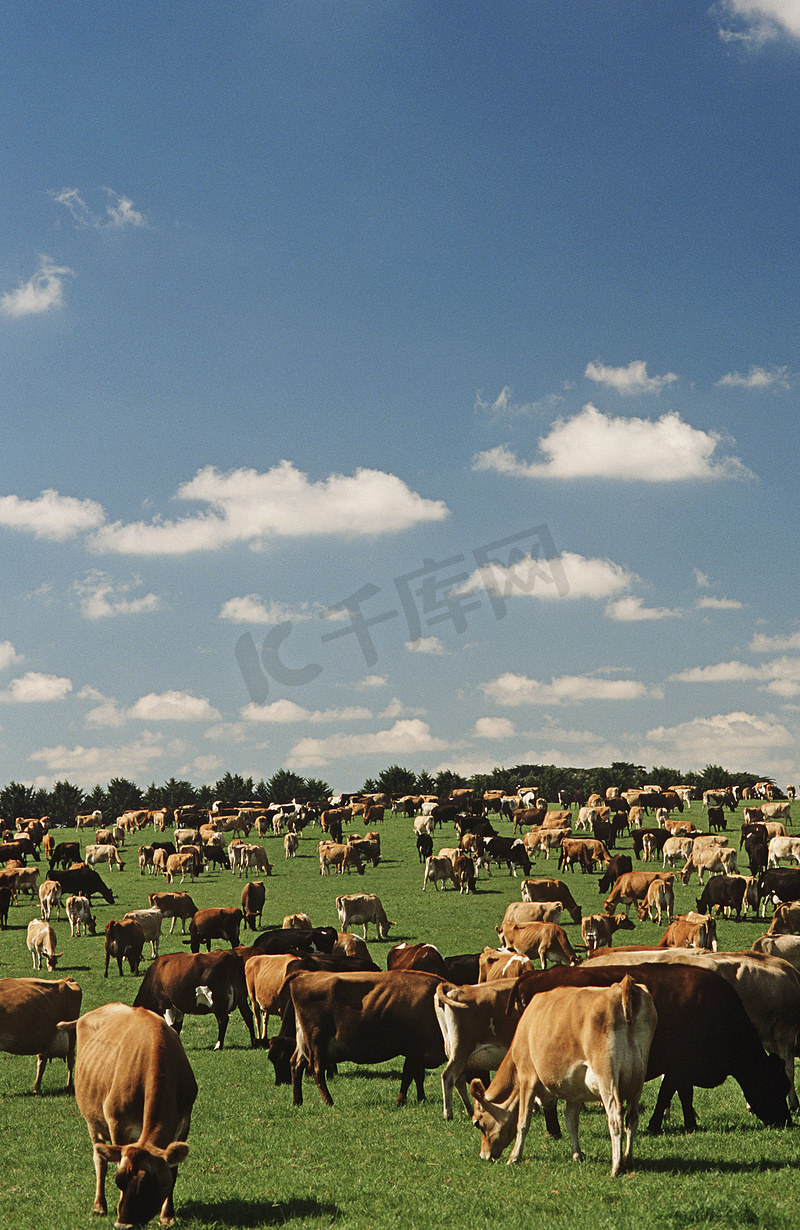 泽西奶牛在绿色牧场图片
