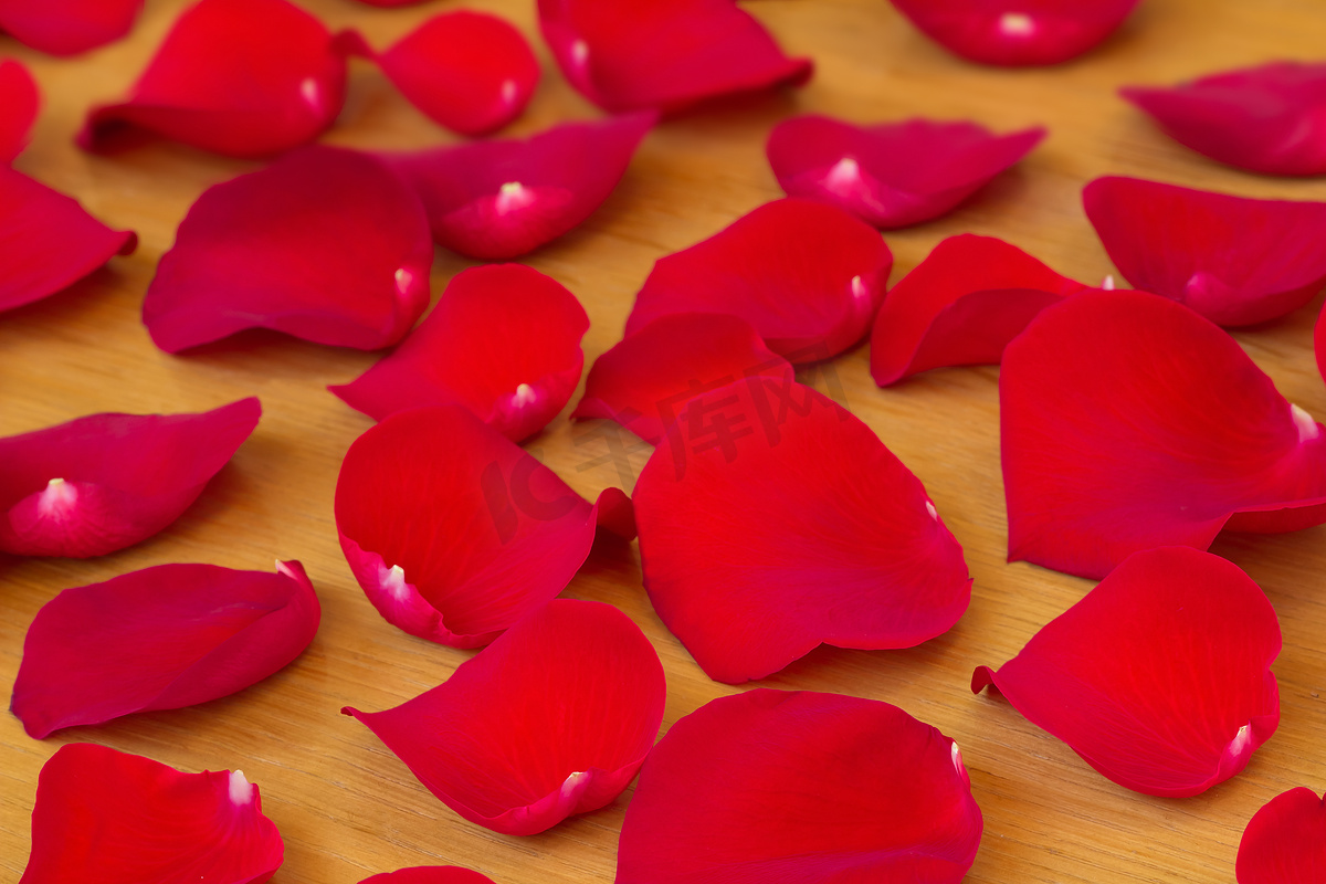 红色的玫瑰花瓣。图片