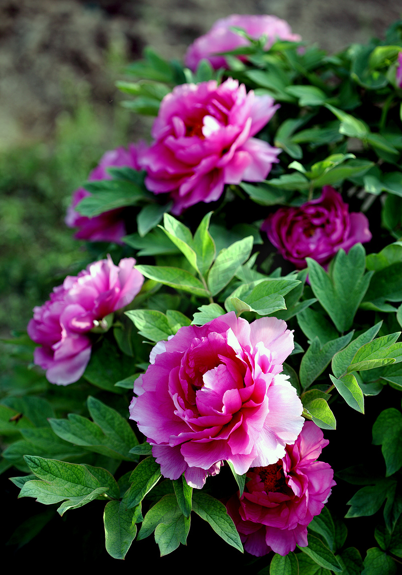 “植物，牡丹，”图片