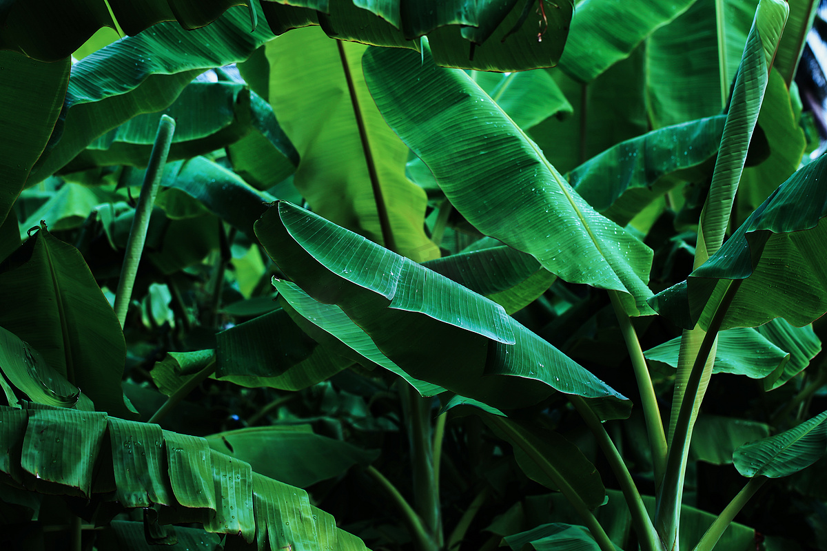 热带芭蕉叶丛林图片