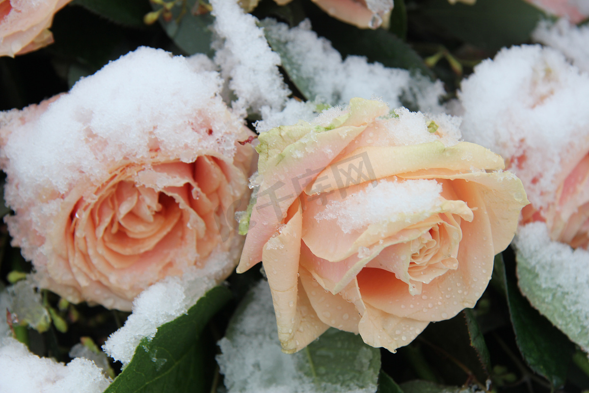 雪地里的粉红玫瑰图片