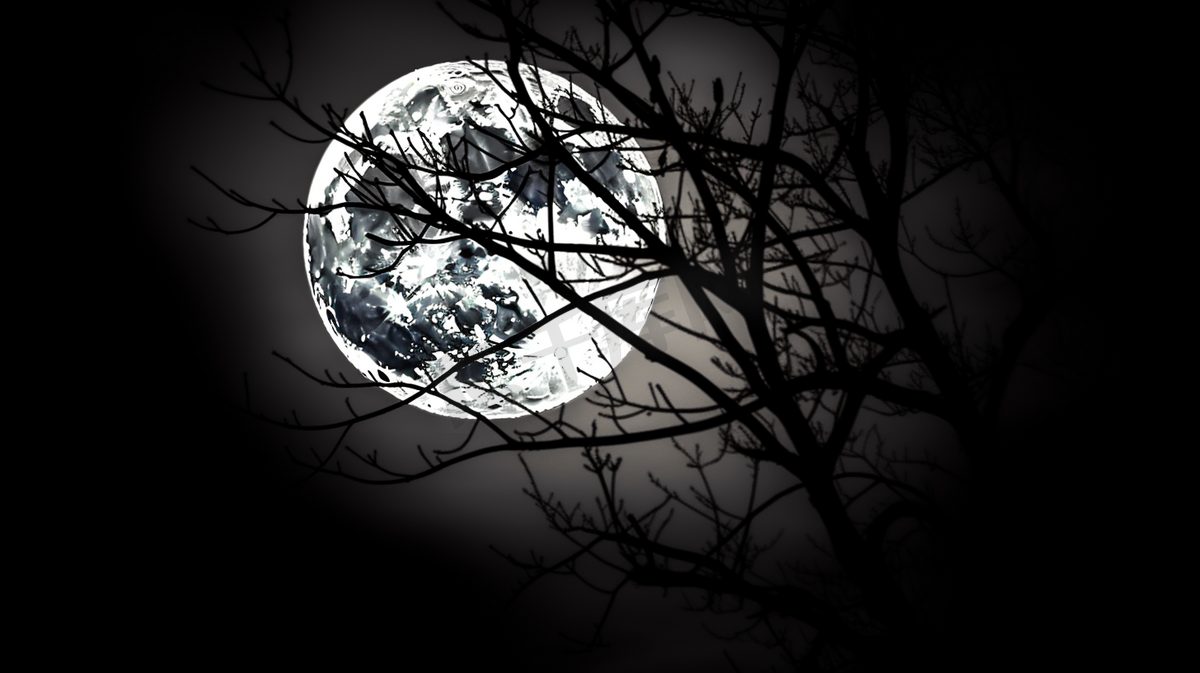 带月亮的黑白树枝图片