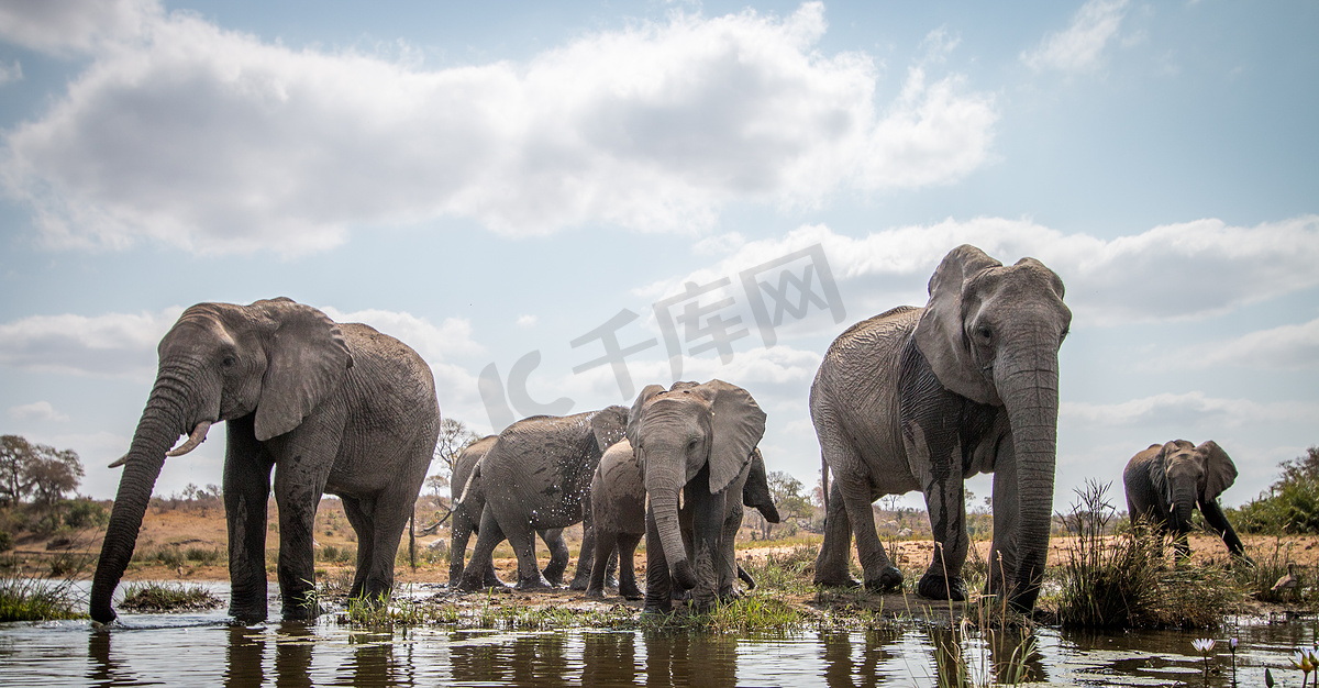 喝水的大象群。图片