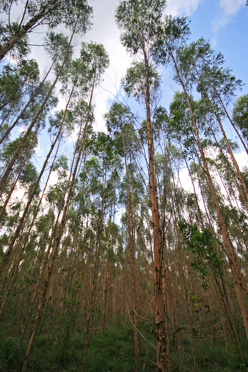 泰国的桉树林，造纸业的平台图片