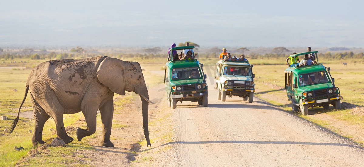 大象穿越肯尼亚安博塞利的土路。图片