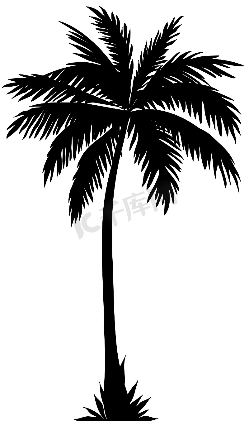 白色背景上椰子树的剪影。纹理或字体图片