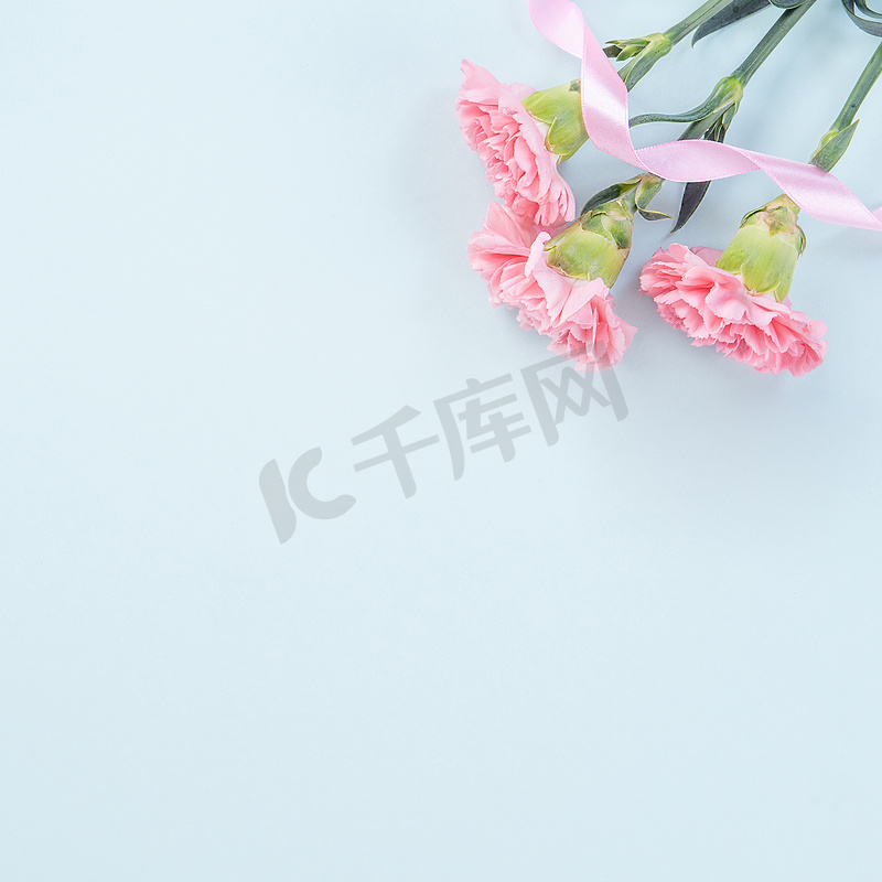 美丽、优雅的粉红色康乃馨花在明亮的浅蓝色桌子背景上，母亲节鲜花礼物的概念，顶视图，平躺，头顶图片