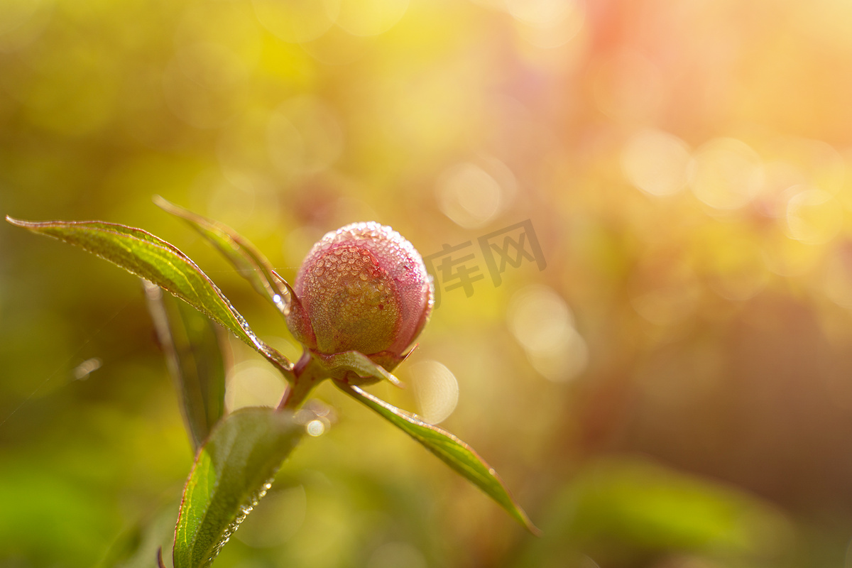 紫粉色牡丹花蕾在阳光下以心形花瓣打开，花蕾和叶子上有露珠。图片
