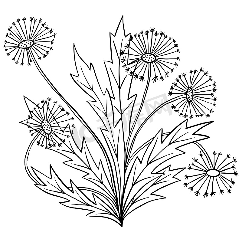 手绘蒲公英花与叶子的插图，野生草甸园林植物。图片