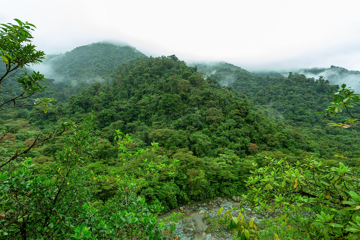 哥斯达黎加塔帕蒂国家公园的雨林图片