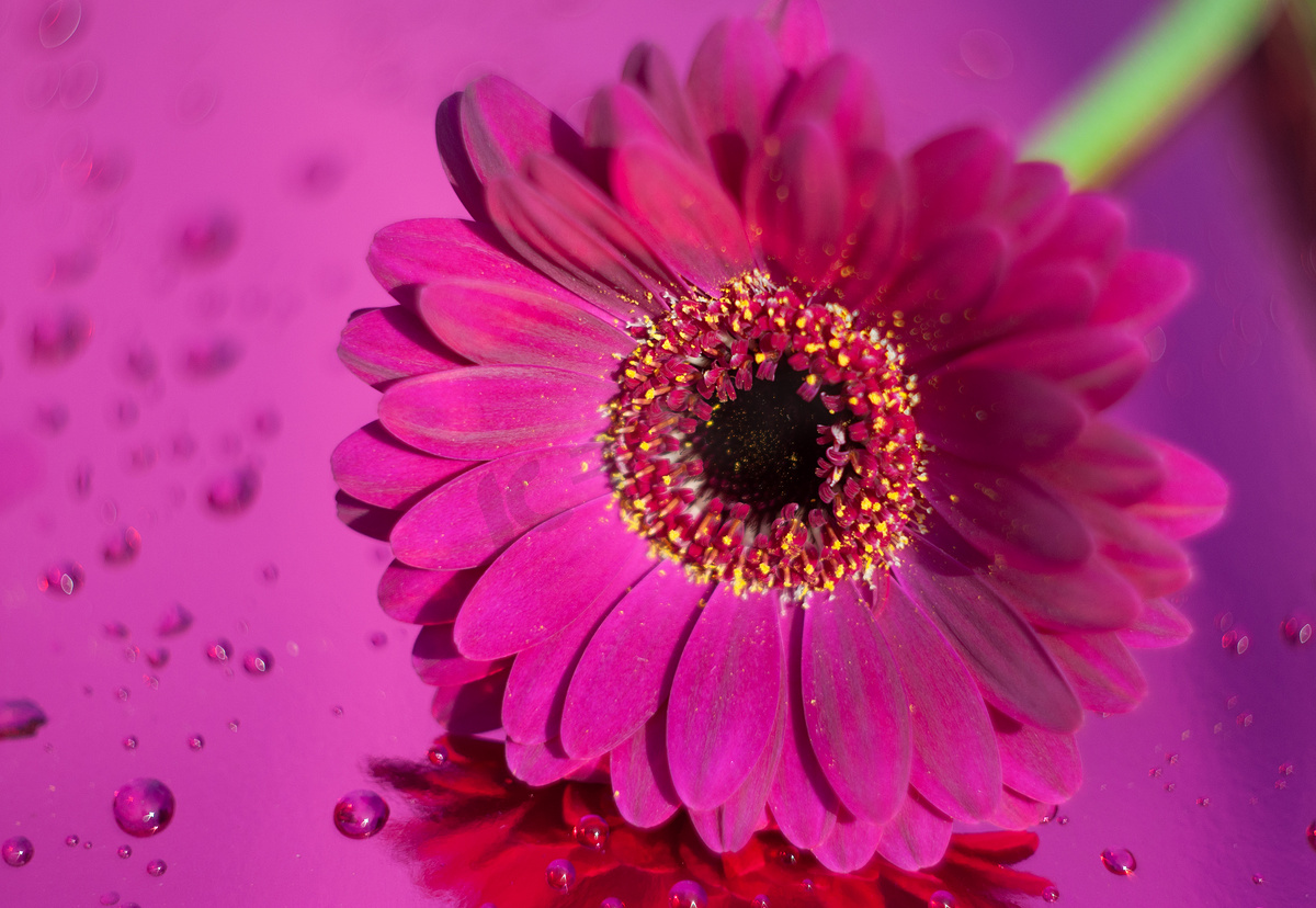 霓虹紫色背景上的一朵紫色非洲菊，近角，春天的心情，花图片