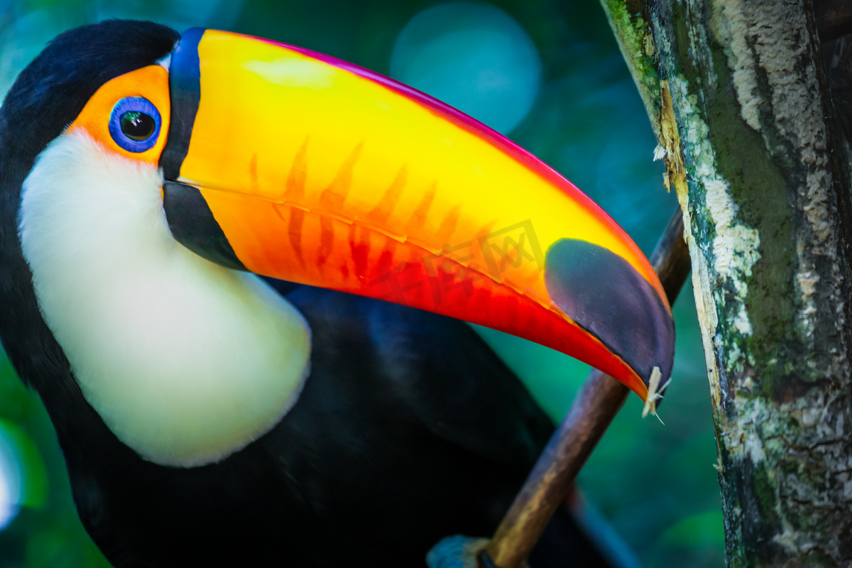 巴西潘塔纳尔湿地色彩缤纷的托科巨嘴鸟热带鸟图片