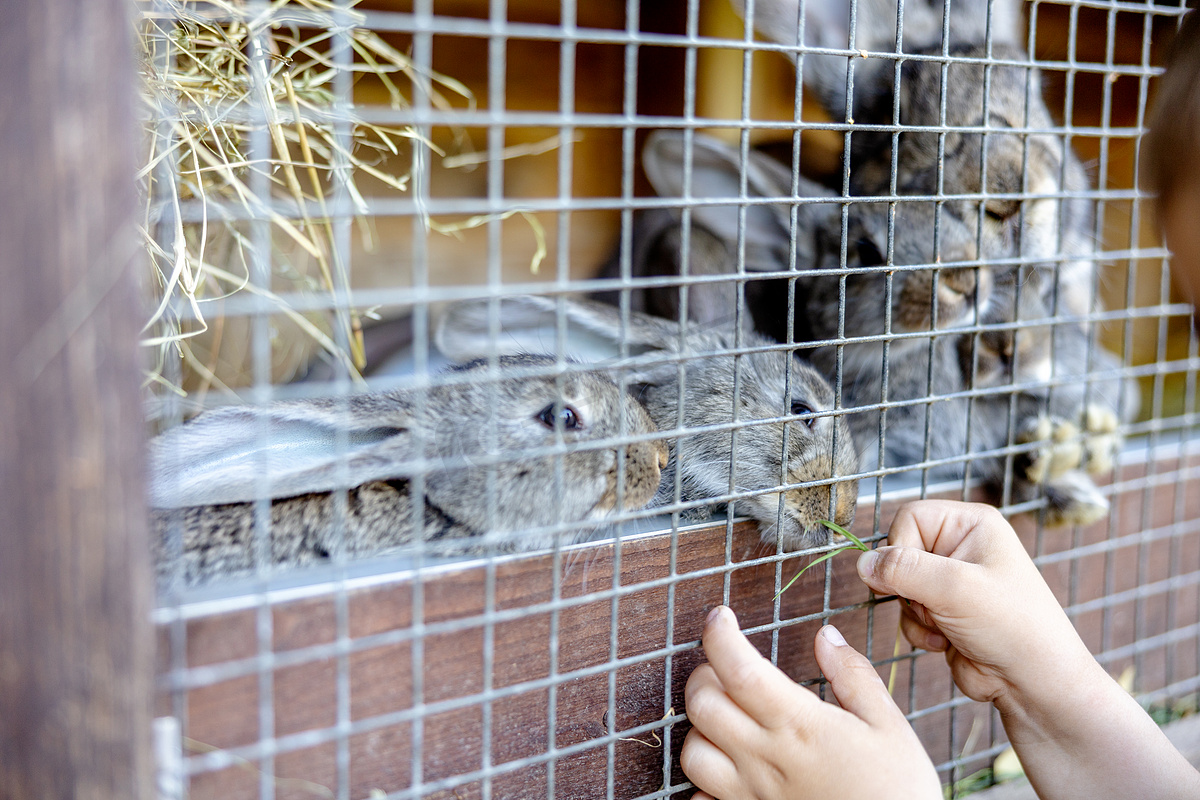 兔舍动物农场里的可爱兔子。图片