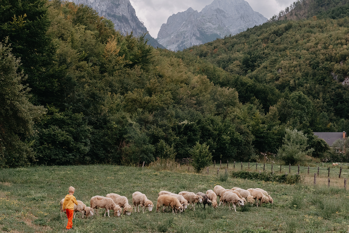 可爱的小男孩带着羊在农场、最好的朋友、男孩和小羊，背景是草地上的绿树、豆荚和孩子。图片