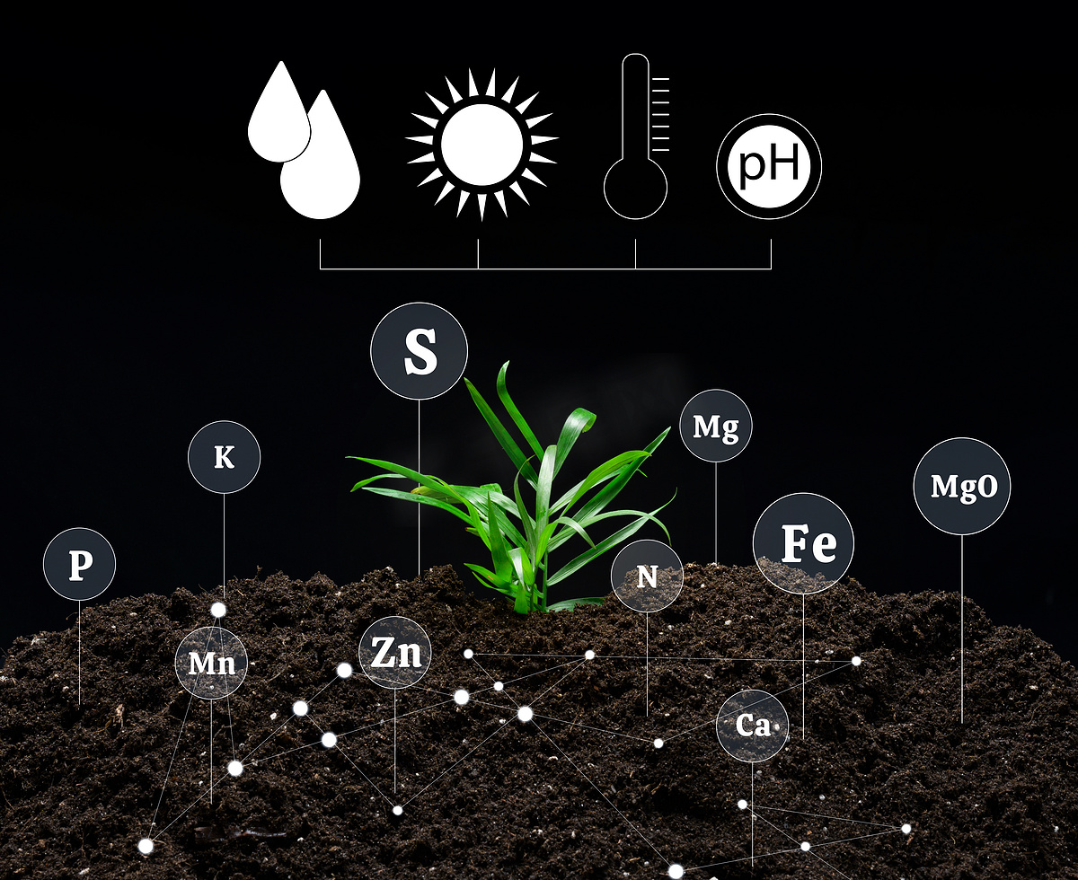 农业植物种植过程中的土壤质量控制、矿物质施肥。图片