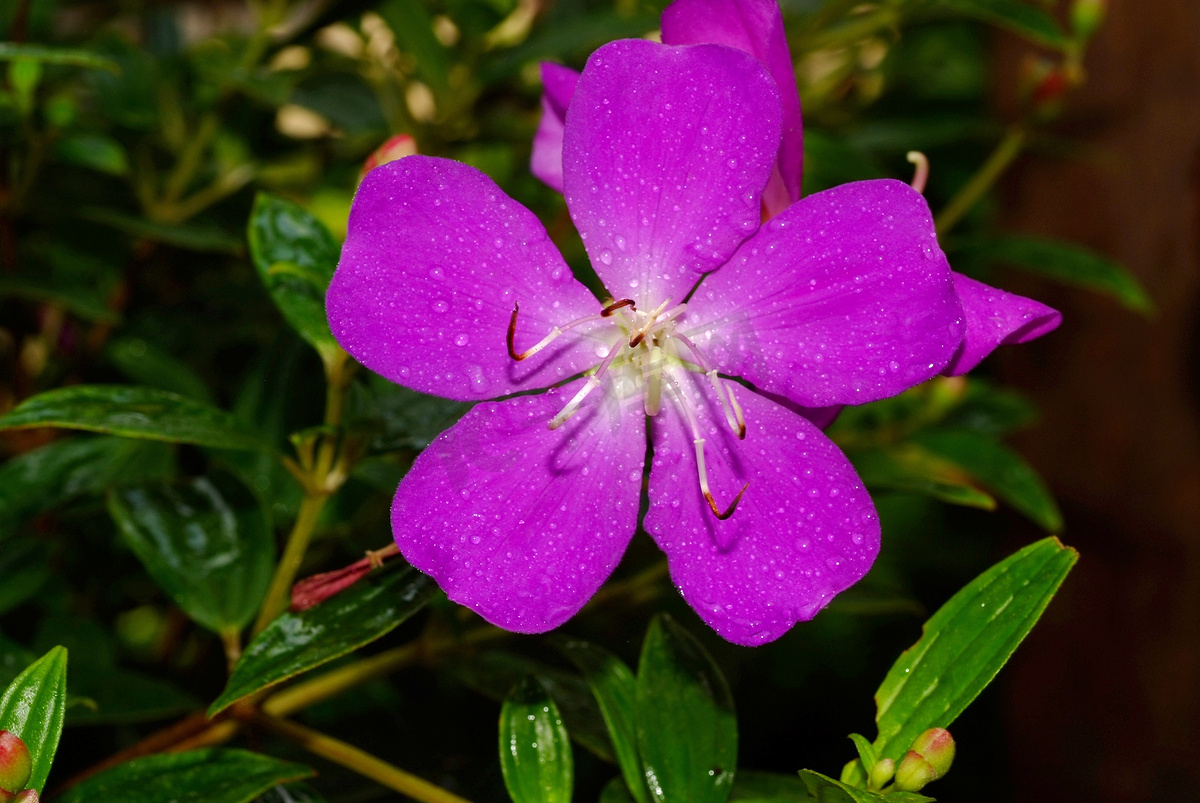Tibouchina Urvilleana，紫色公主花图片