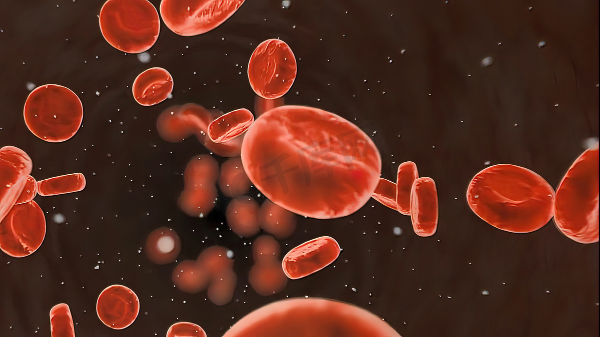血液循环系统。红细胞。图片