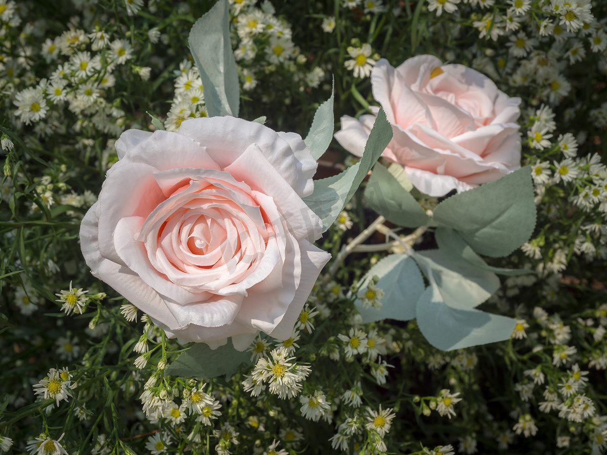 美丽的粉红玫瑰装饰与绿色 le 上的白色小花图片