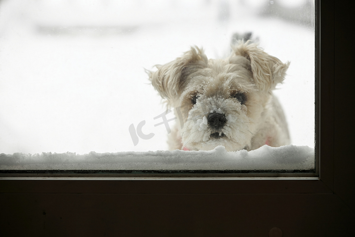 白雪皑皑的狗等着进来图片