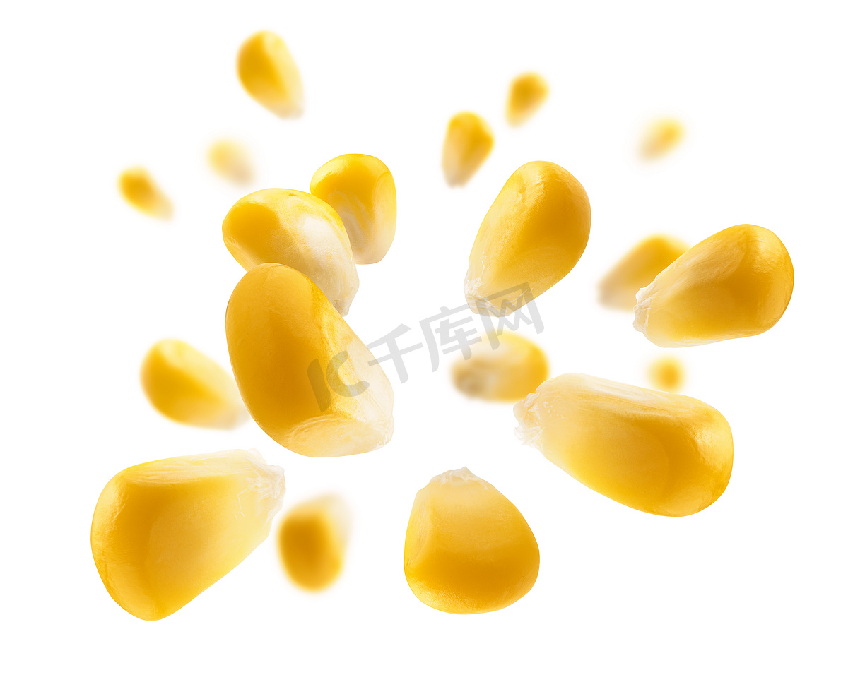 成熟的玉米粒漂浮在白色背景上图片