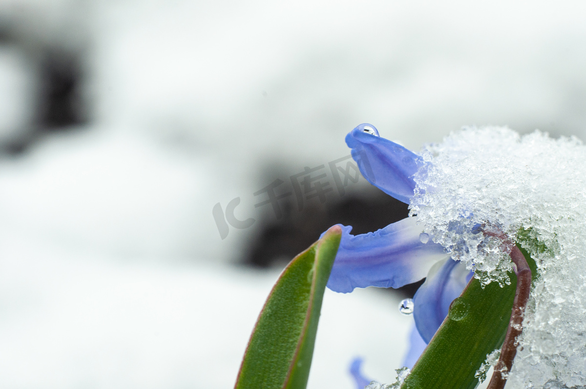 2020 年 3 月 22 日初雪初开春花图片