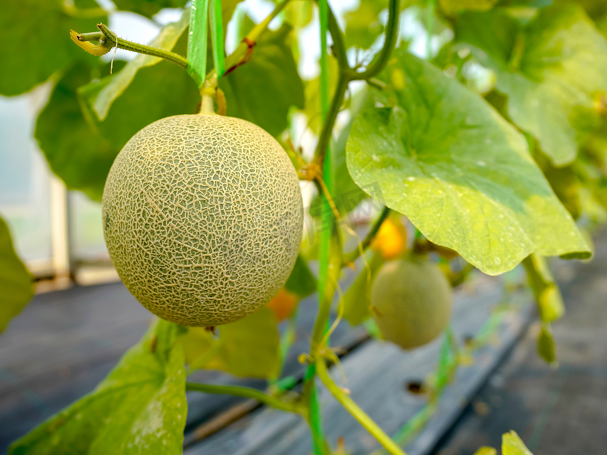 有机温室农场种植的新鲜哈密瓜图片