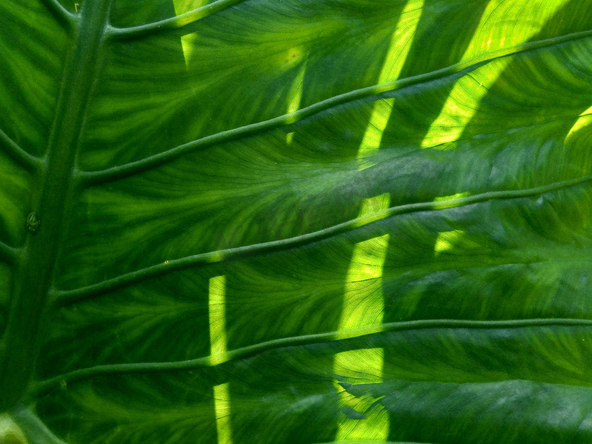 关闭芋头叶（Colocasia esculenta，talas）与自然背景。图片