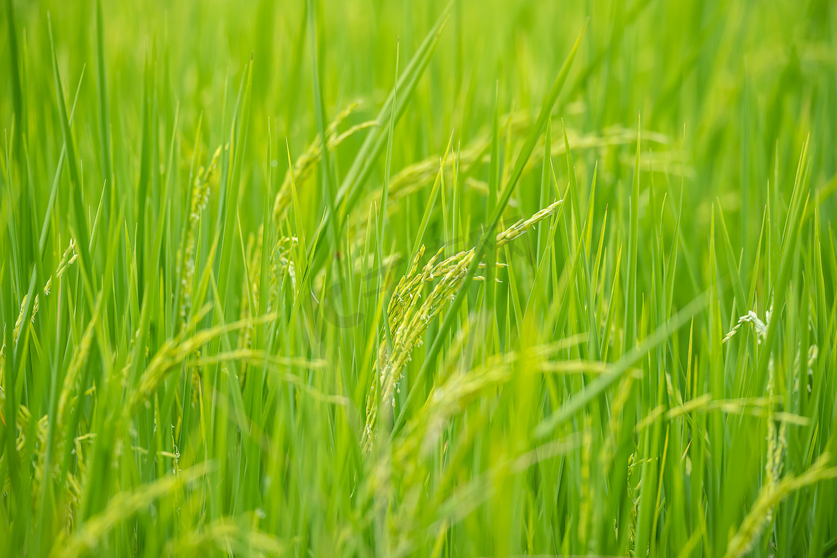 稻田的性质在稻田上图片