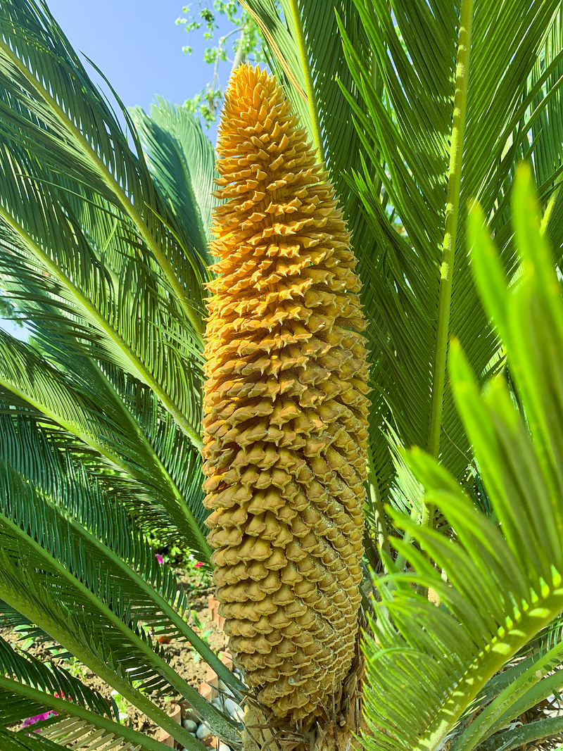 常绿植物 Cycas rumphii cone。图片
